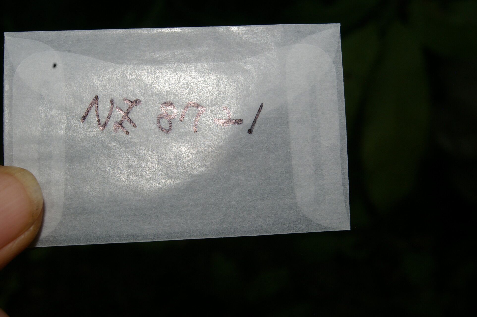 Pouteria trilocularis other