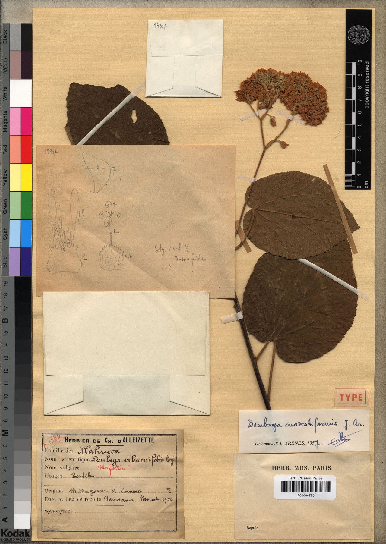 Dombeya modestiformis — houseplant care guide