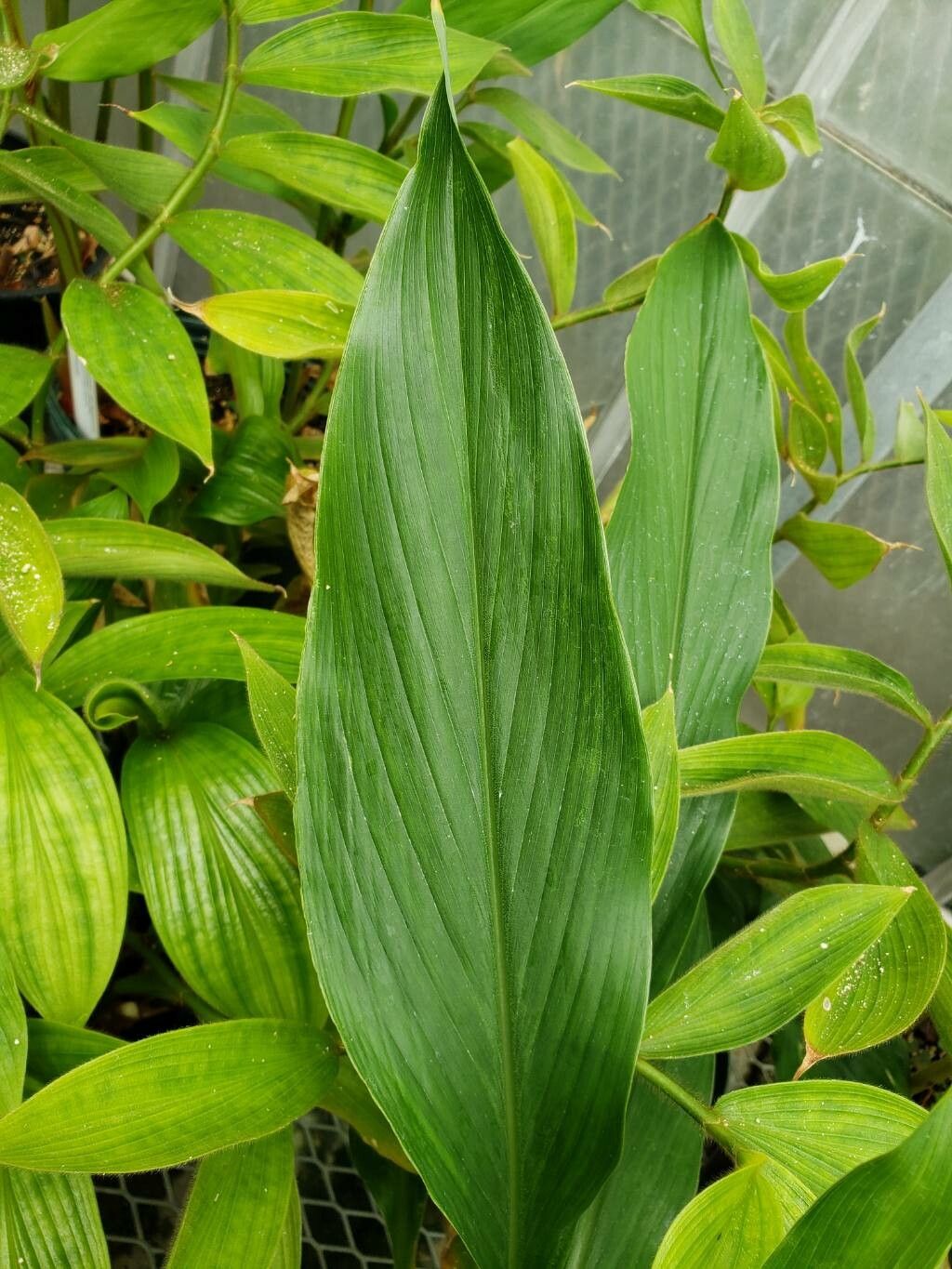 Siphonochilus kirkii — houseplant care guide