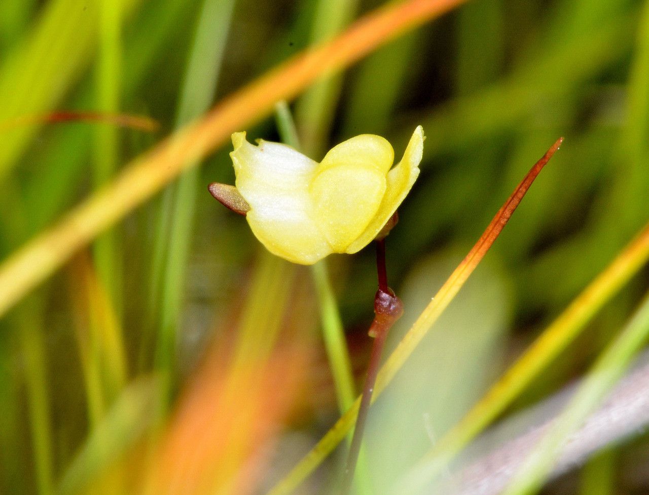 Utricularia subulata flower
