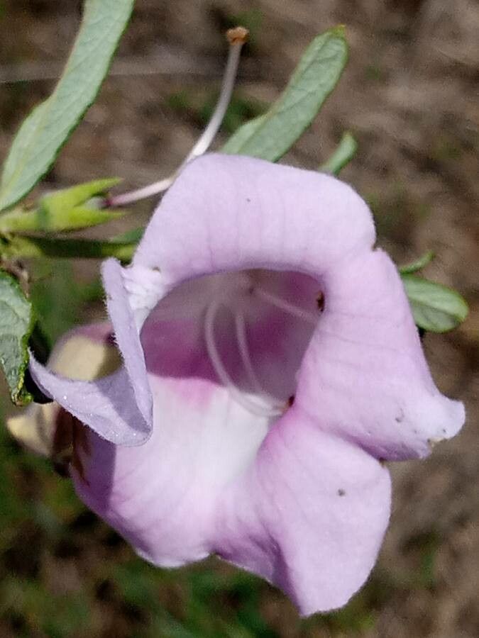 Ghikaea speciosa — search result for 'Somalia'