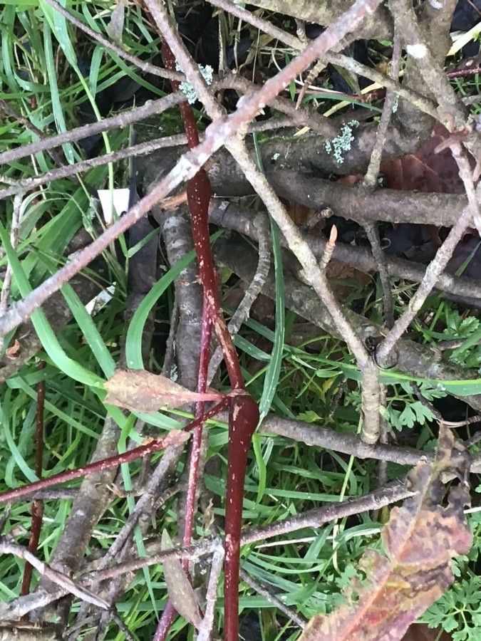 Viburnum cassinoides bark