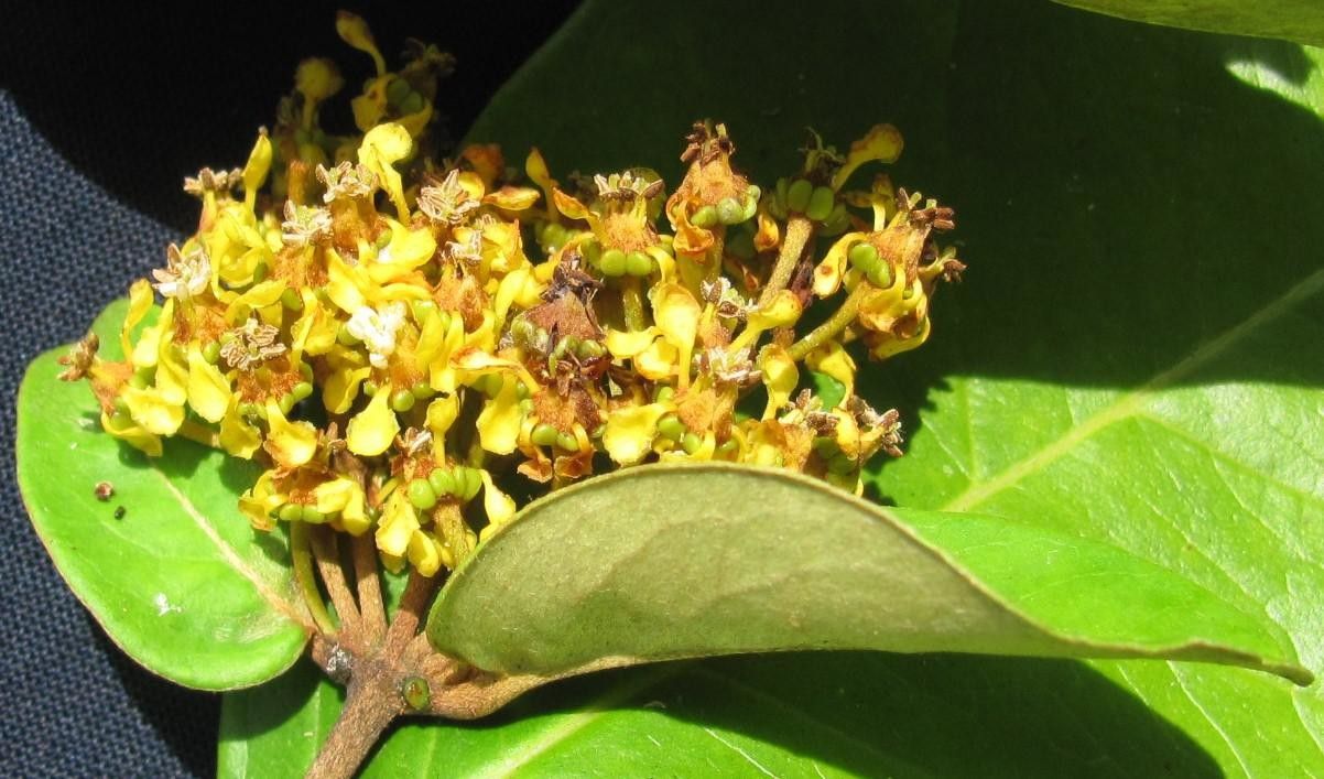 Heteropterys obovata flower