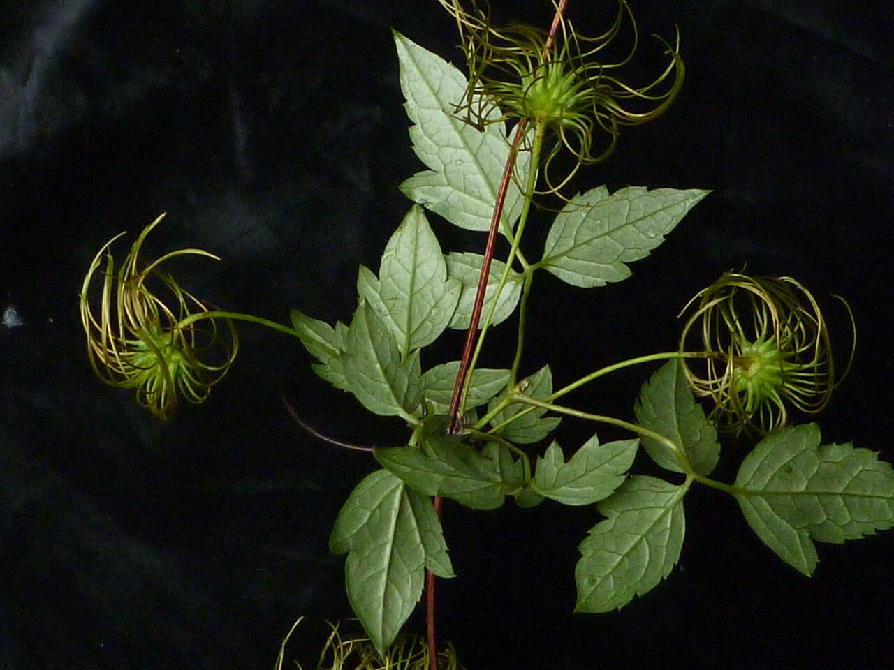 Clematis barbellata — search result for 'Clematis'