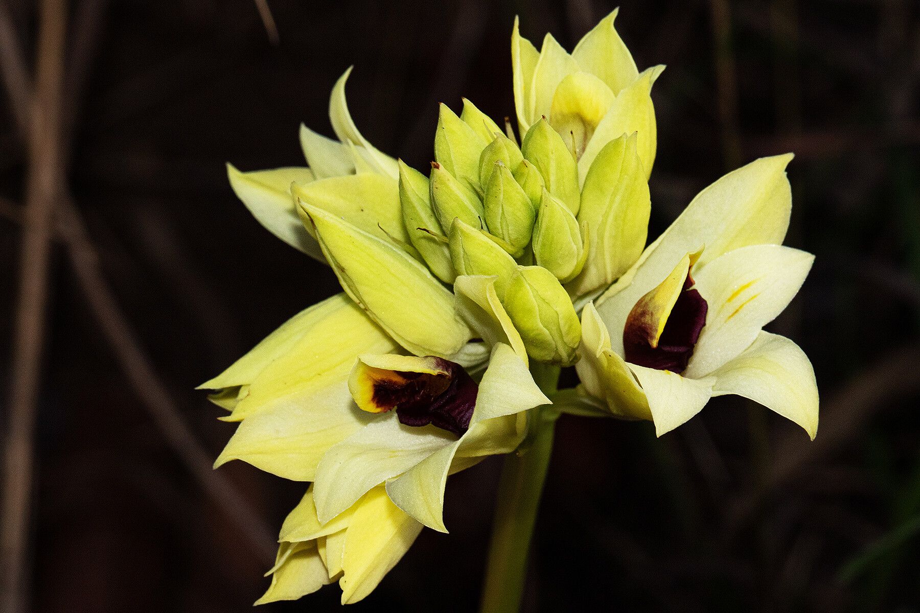 Eulophia mechowii — houseplant care guide