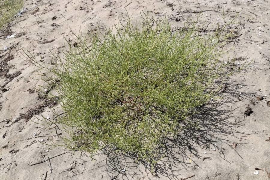 Corispermum nitidum habit