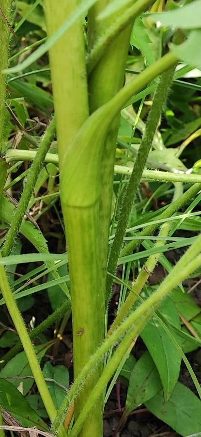 Silphium laciniatum bark