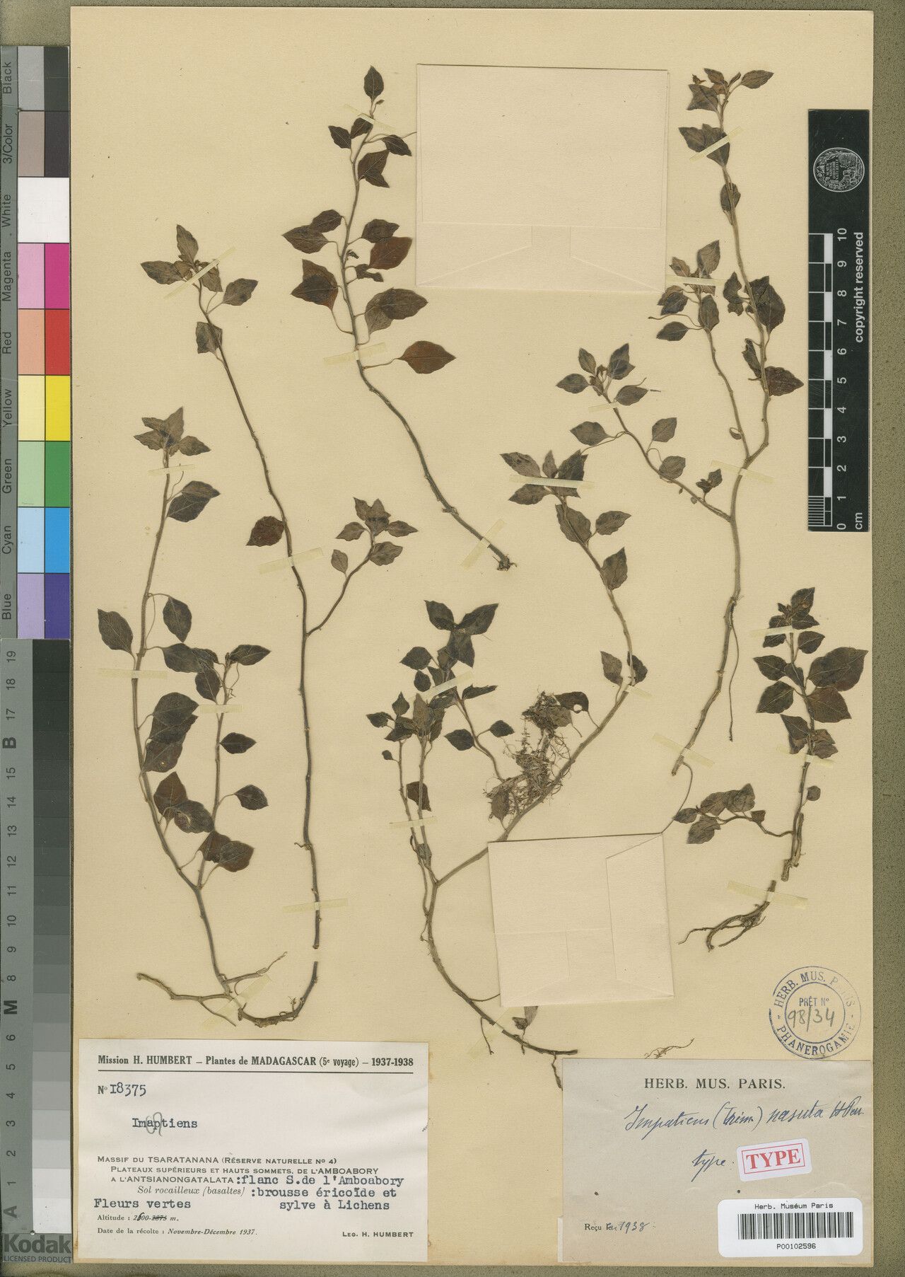 Impatiens kanchigandhiana — houseplant care guide