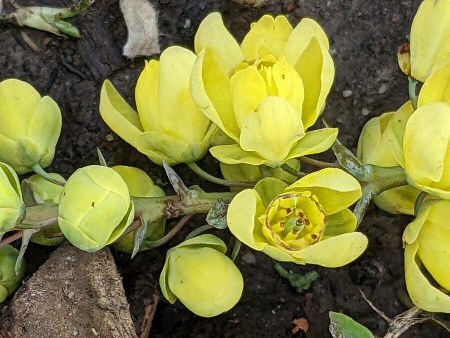 Berberis bealei flower