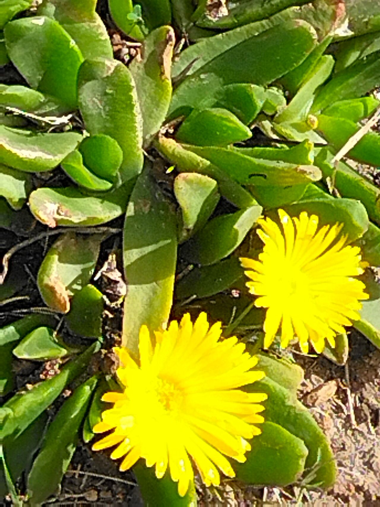 Glottiphyllum longum habit
