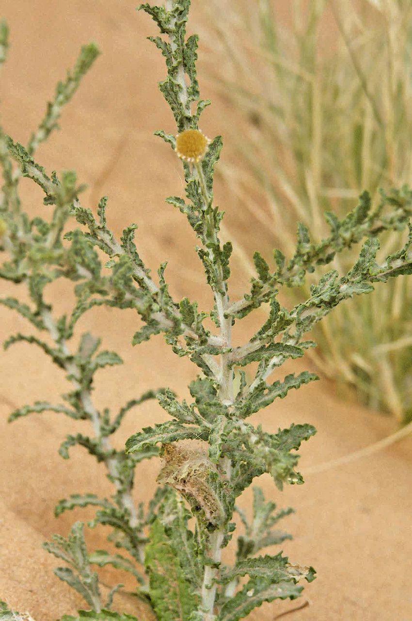 Pulicaria undulata — houseplant care guide