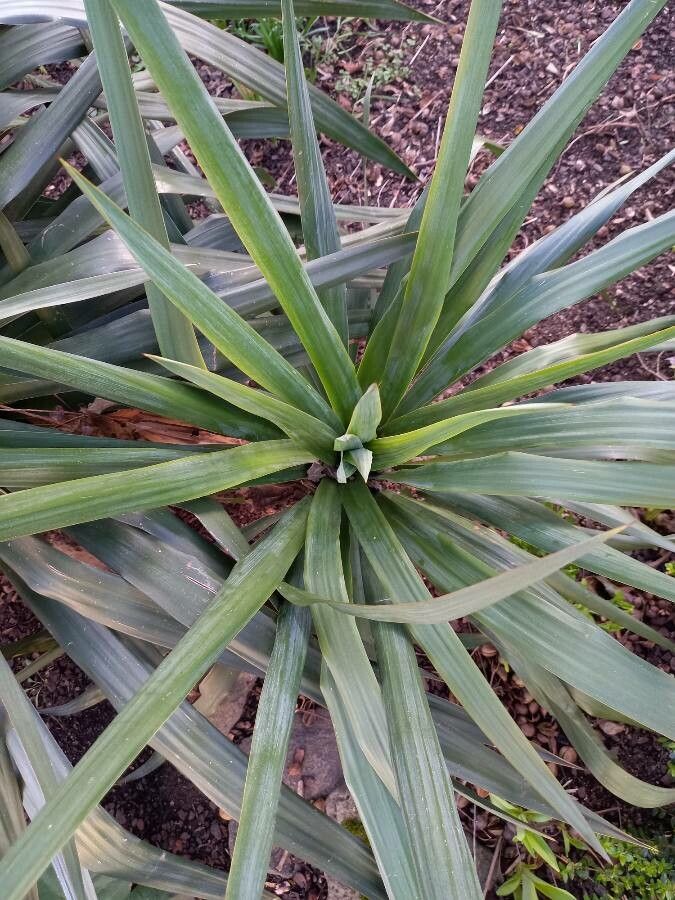 Yucca recurvifolia leaf