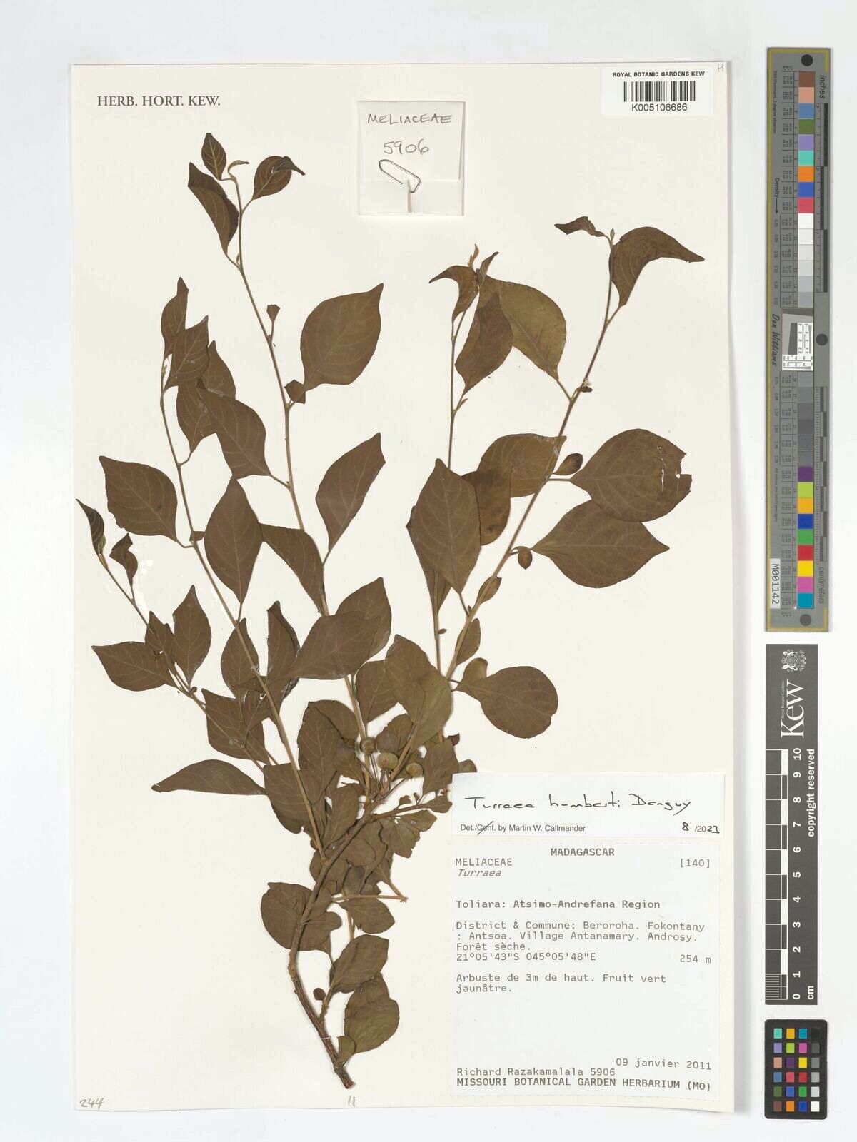 Turraea humbertii — houseplant care guide