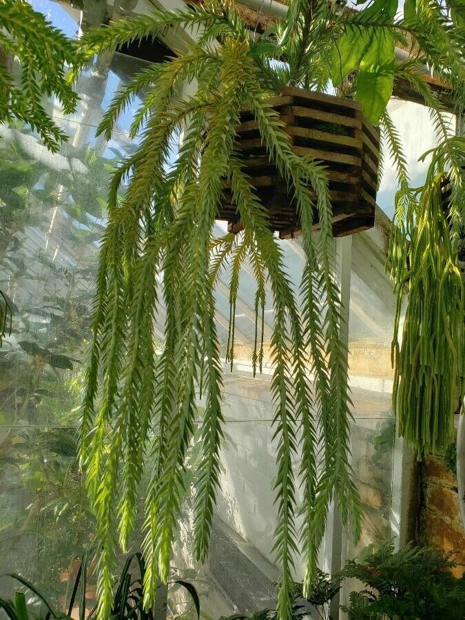 Huperzia goebelii habit