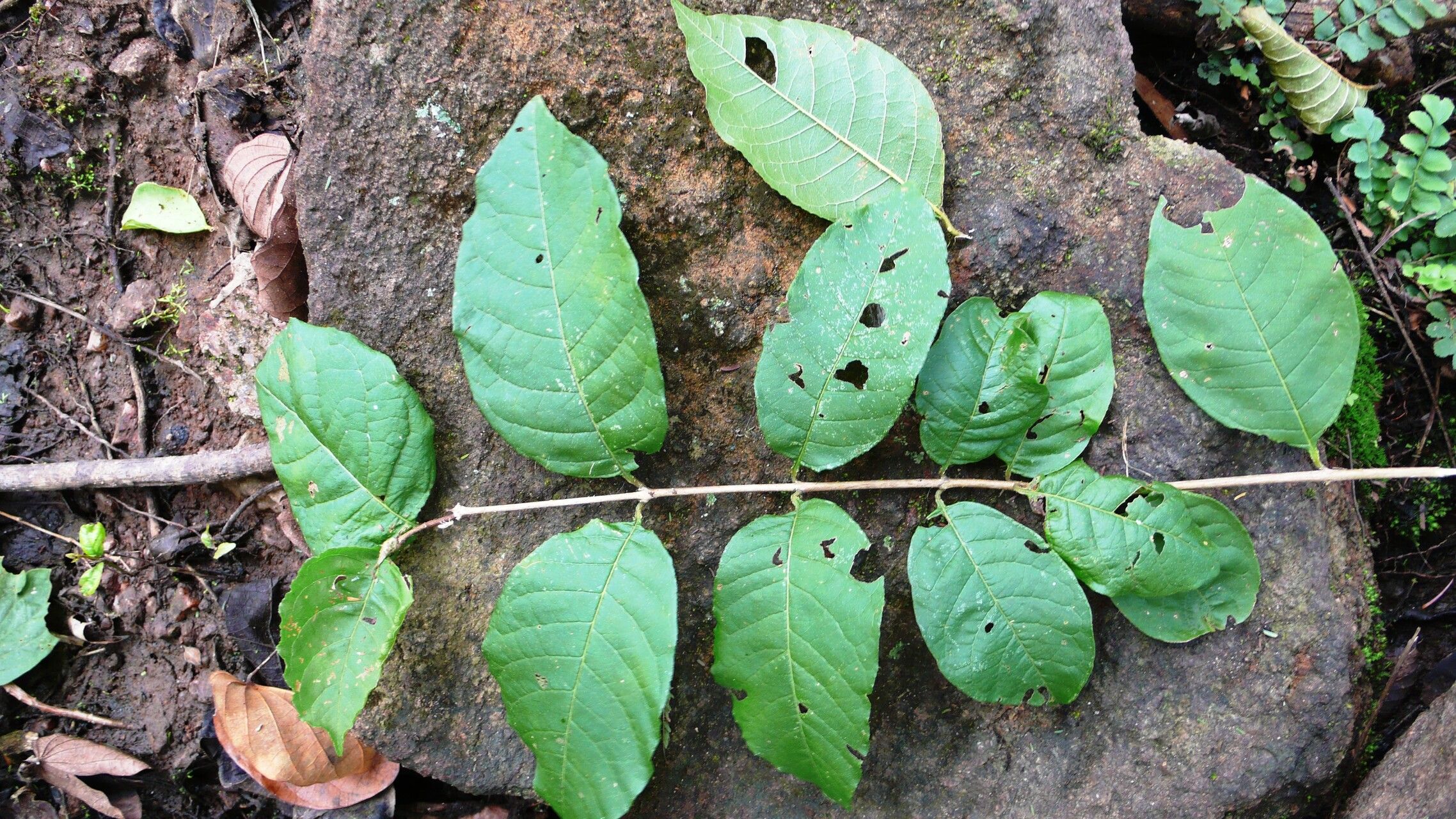 Combretum glaucocarpum — search result for 'Combretum'