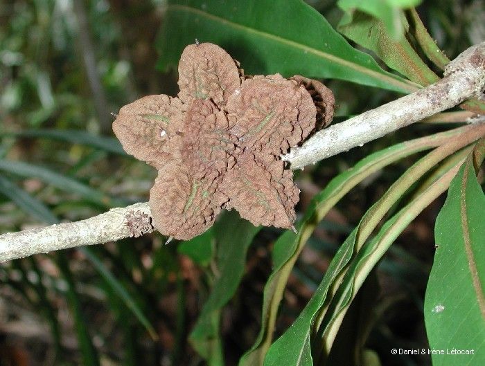 Pittosporum muricatum fruit