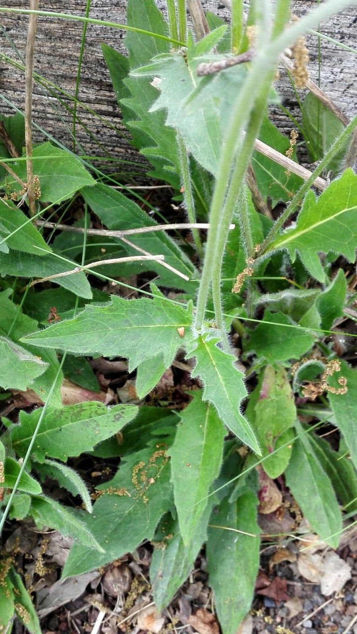 Hieracium lachenalii — search result for 'Hieracium'