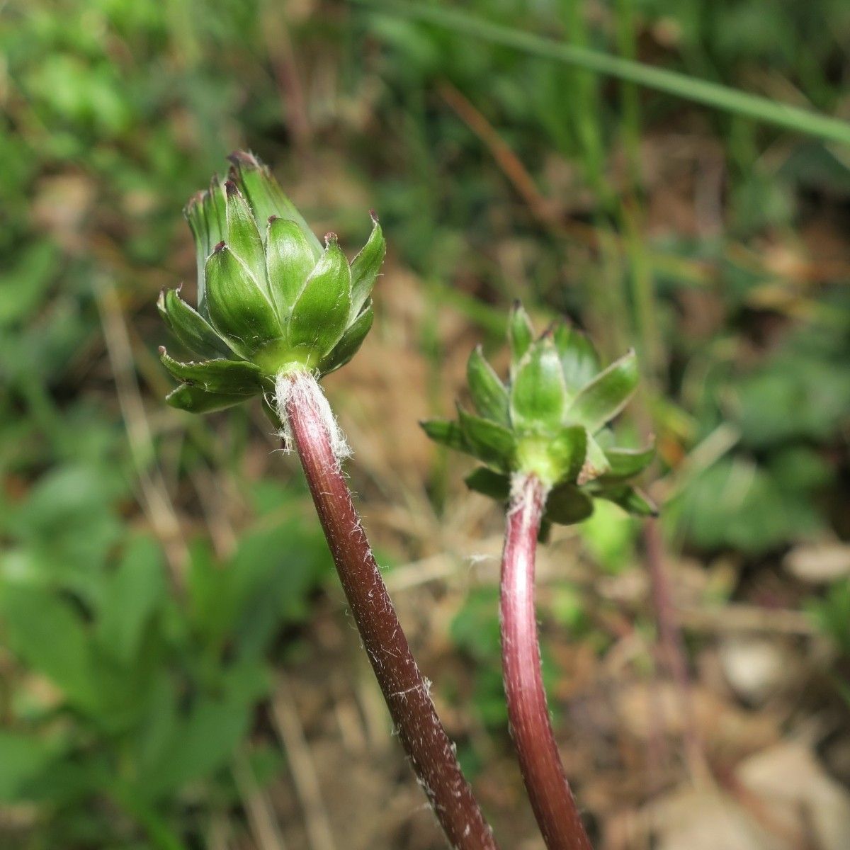 Taraxacum aginnense flower
