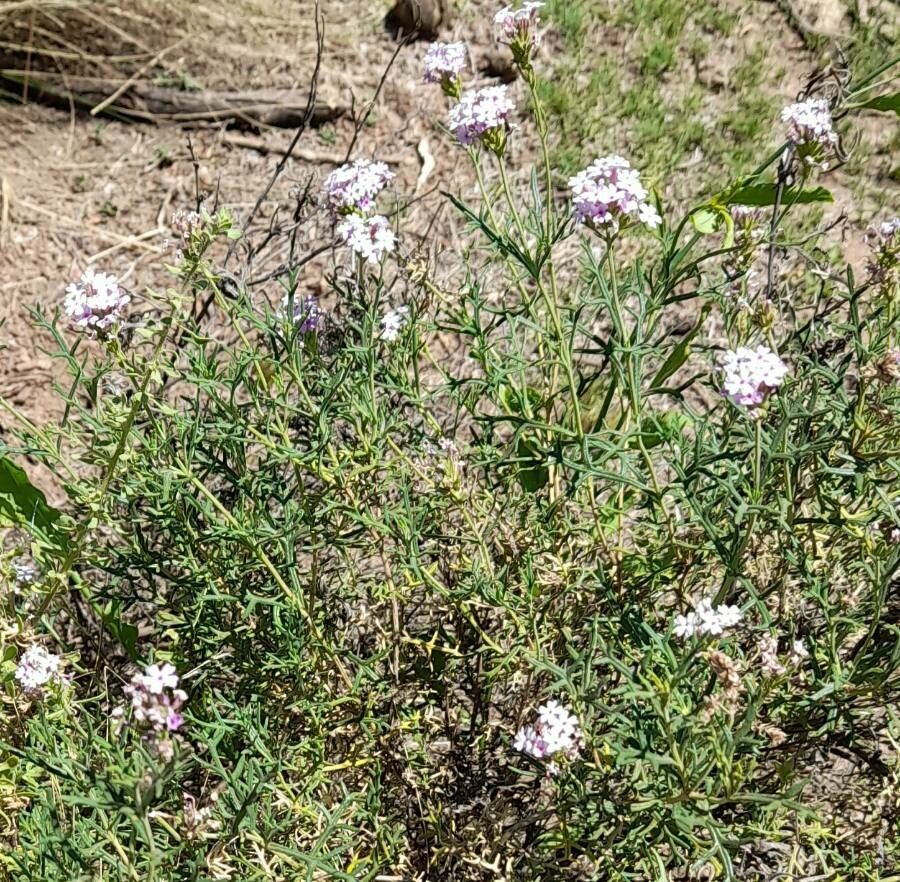 Junellia hookeriana habit