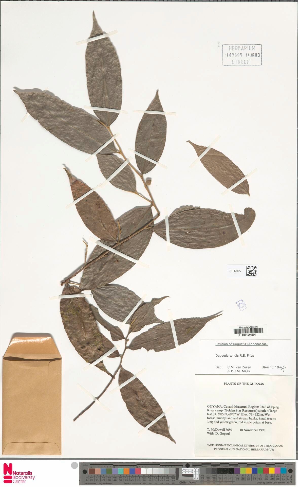 Duguetia tenuis — houseplant care guide