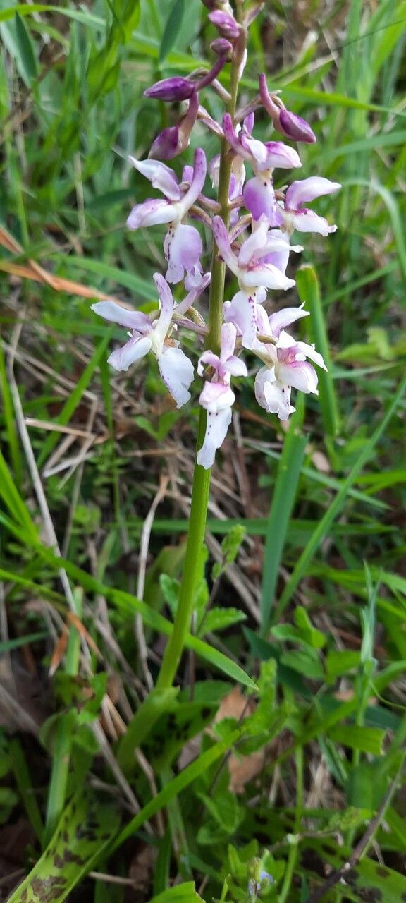Orchis laeta — search result for 'Orchis'