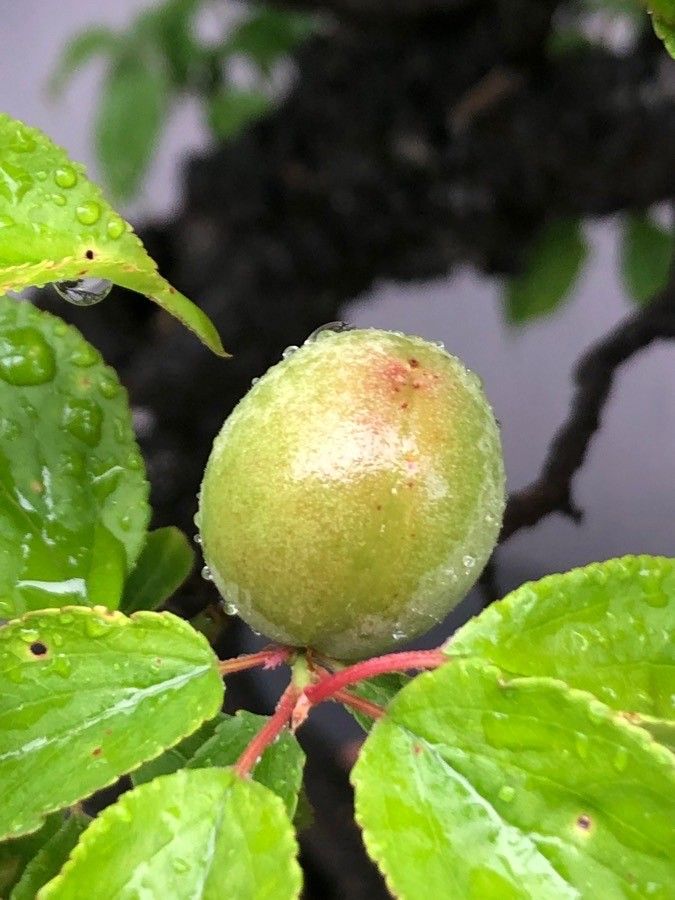 Prunus mume fruit