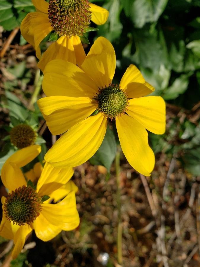 Rudbeckia nitida flower
