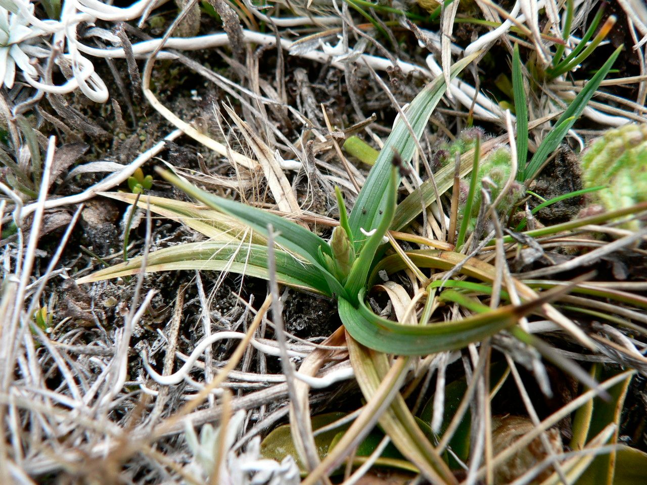 Carex brachycalama — houseplant care guide