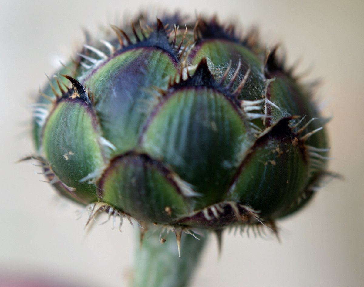 Centaurea redempta flower