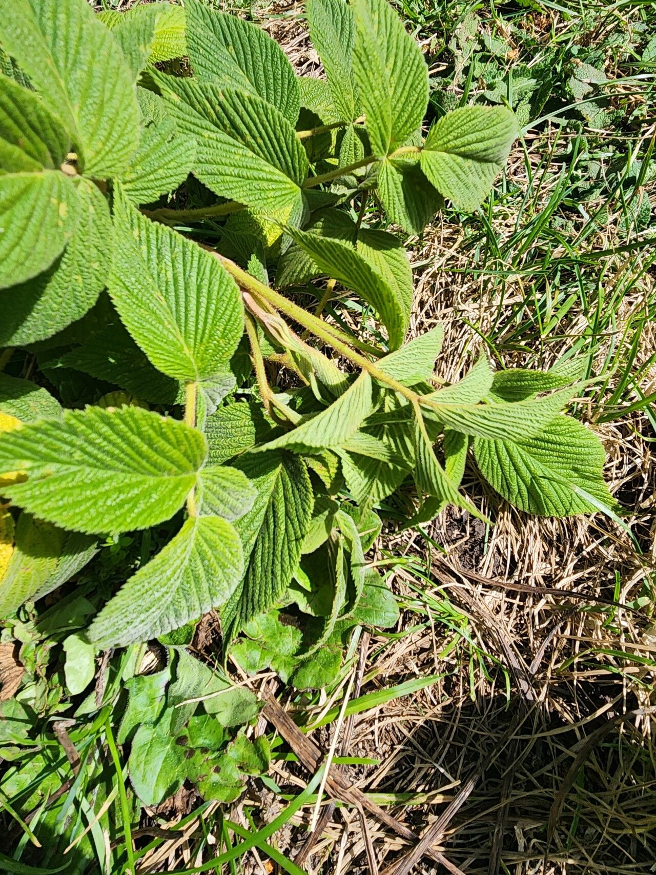 Rubus volkensii leaf