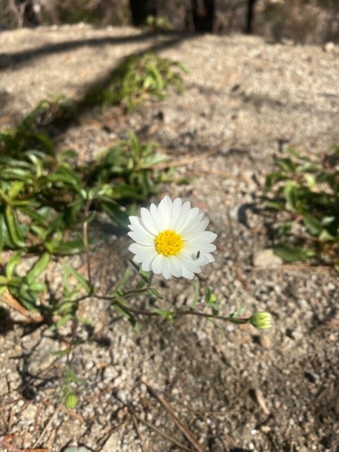 Layia glandulosa — related species from the same genus