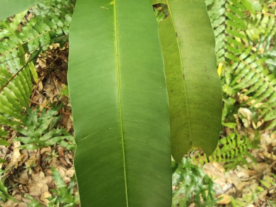 Calophyllum soulattri — search result for 'Calophyllaceae'