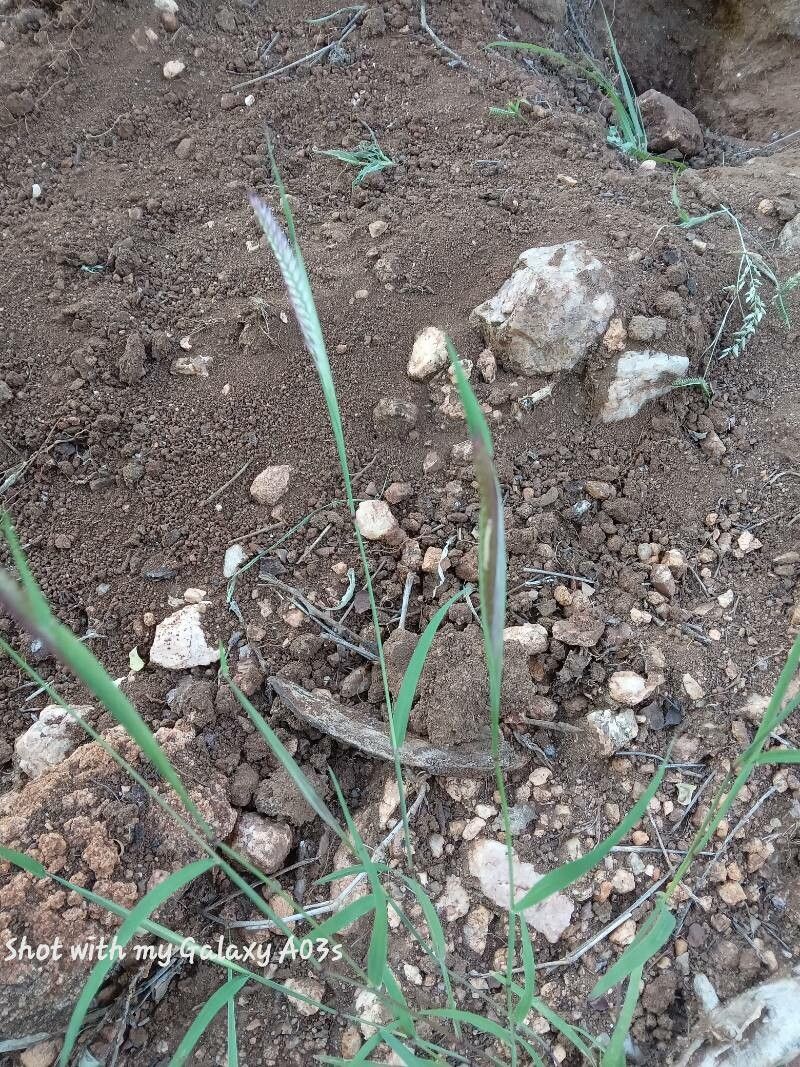 Elionurus royleanus flower