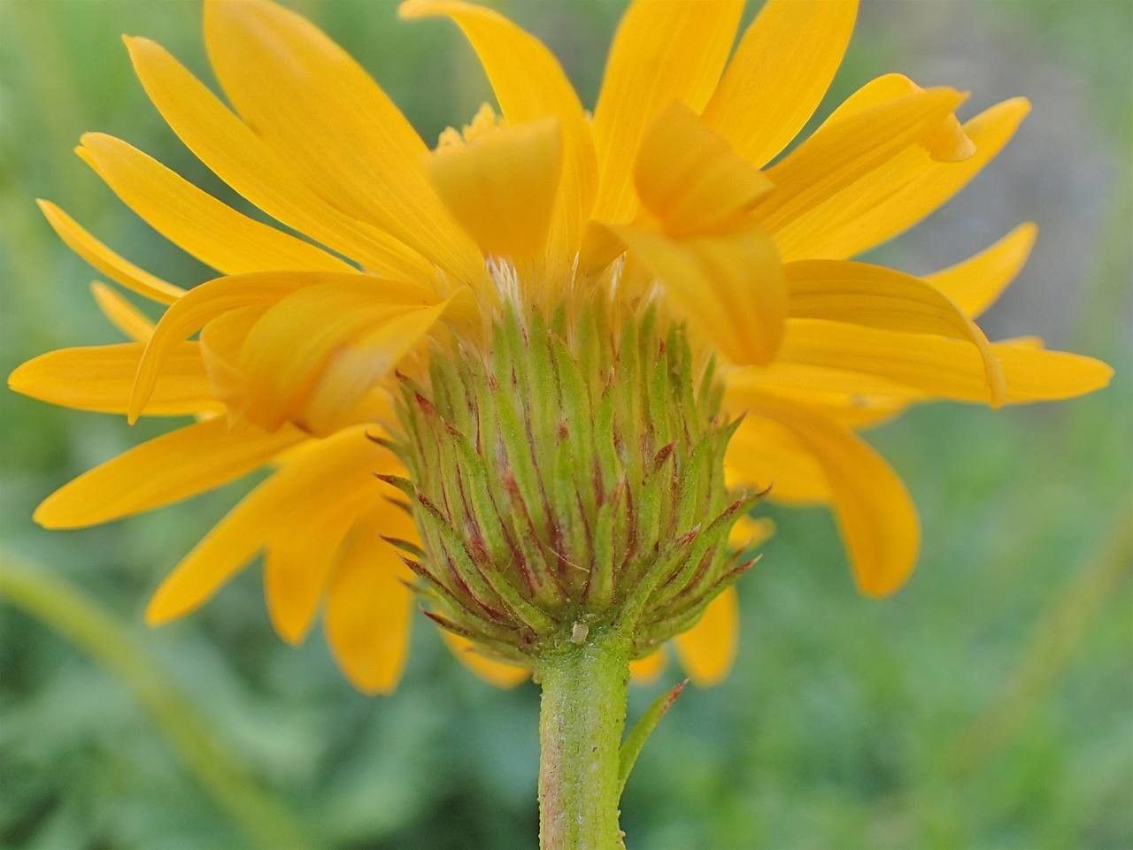 Haplopappus glutinosus — houseplant care guide