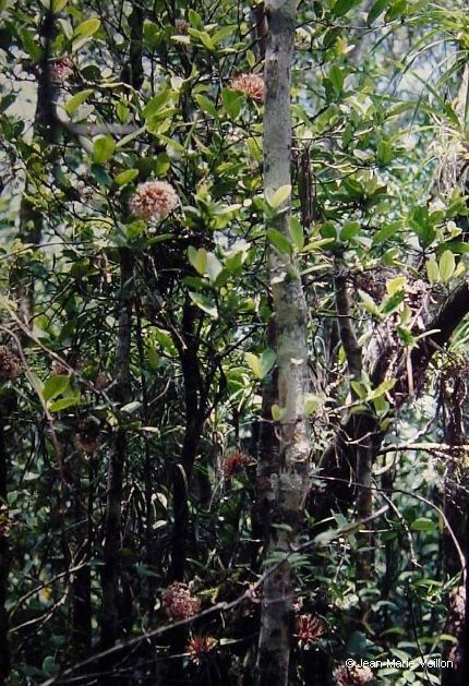 Ixora schlechteri habit