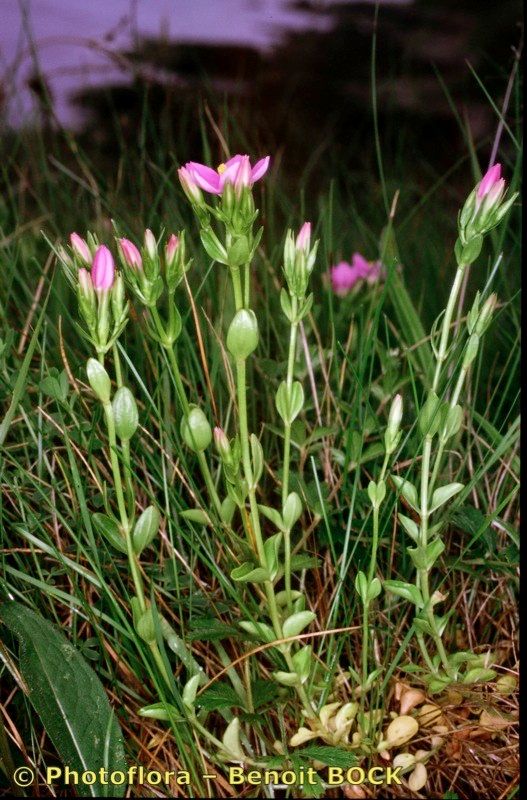Centaurium portense habit