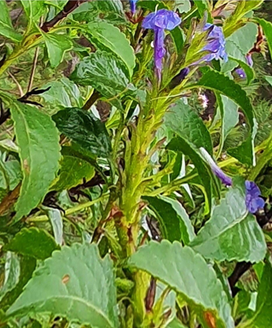 Stachytarpheta glabra — related species from the same genus