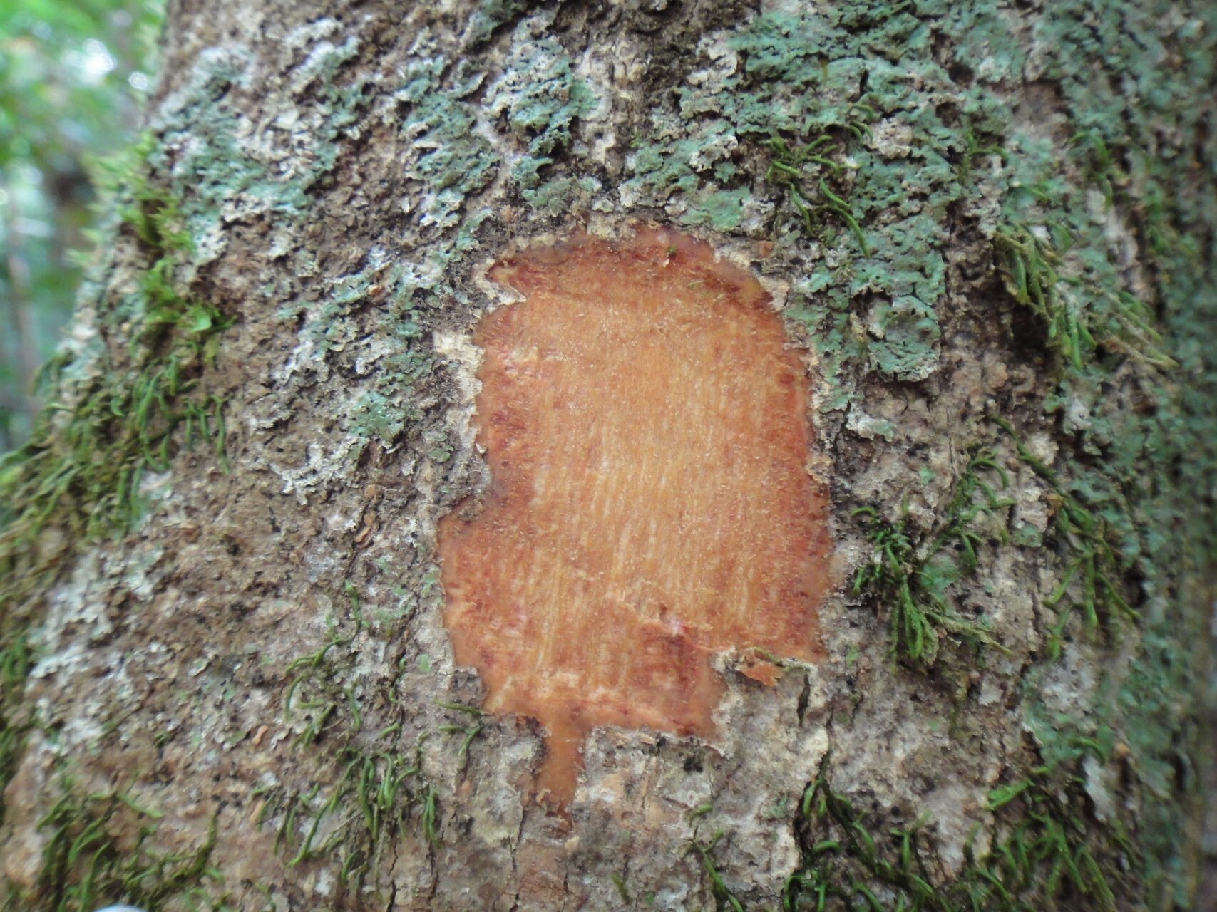 Plerandra leptophylla bark