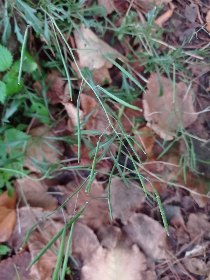 Diplotaxis tenuifolia fruit