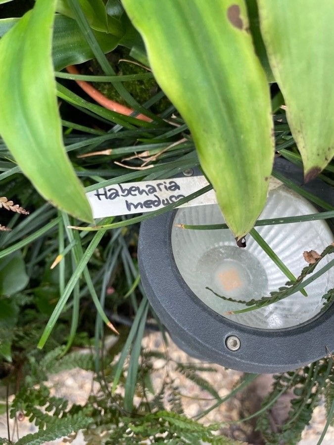 Habenaria medusa other