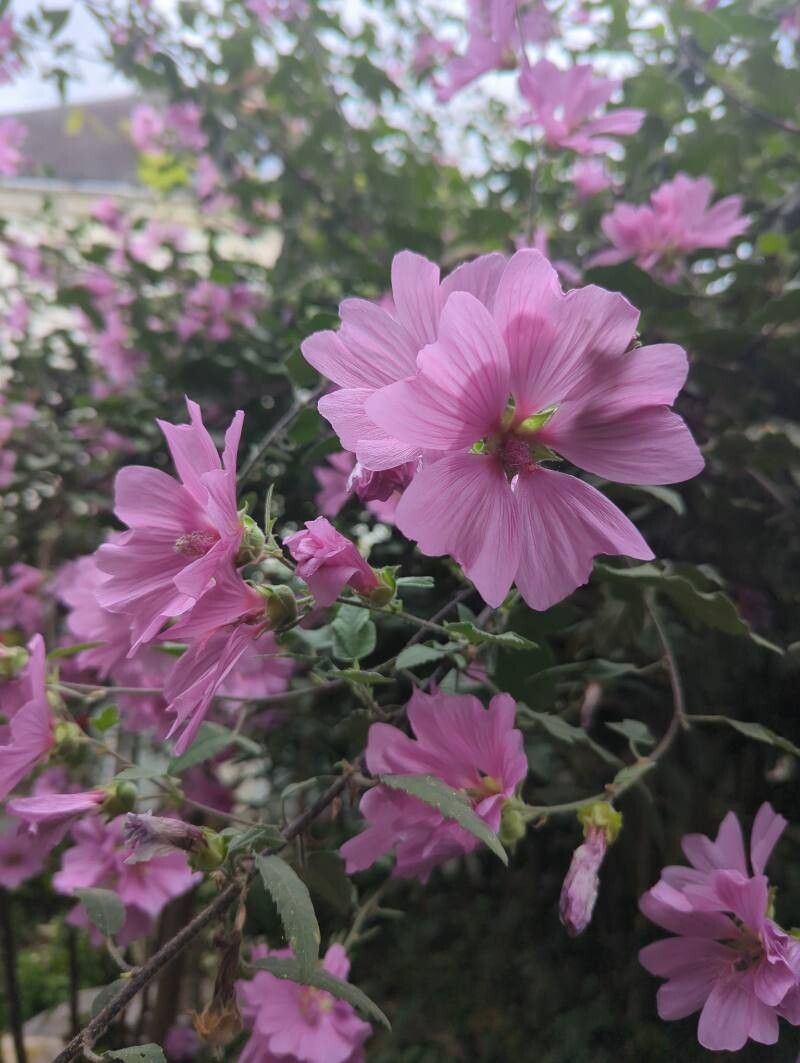 Malva × arbosii — houseplant care guide