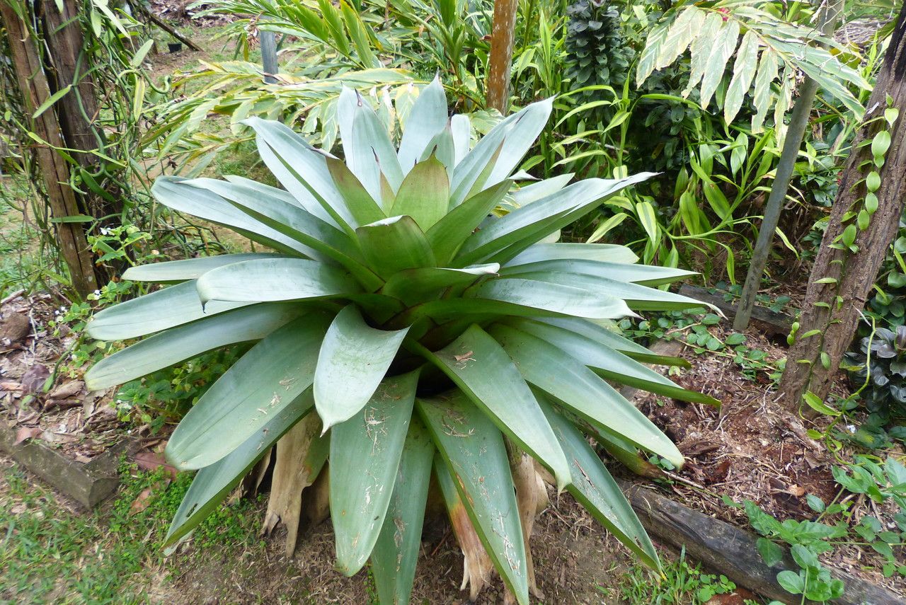 Tillandsia heliconioides habit