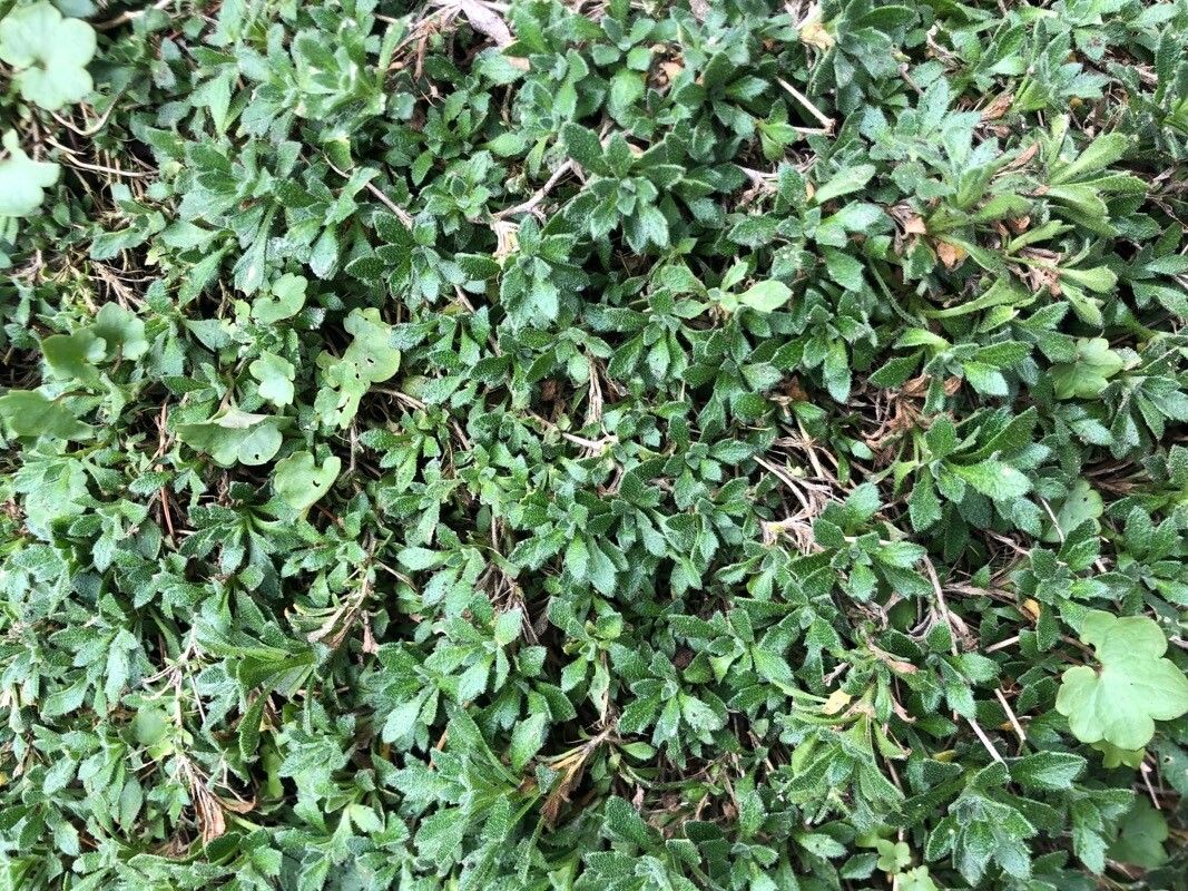 Aubrieta × cultorum — houseplant care guide