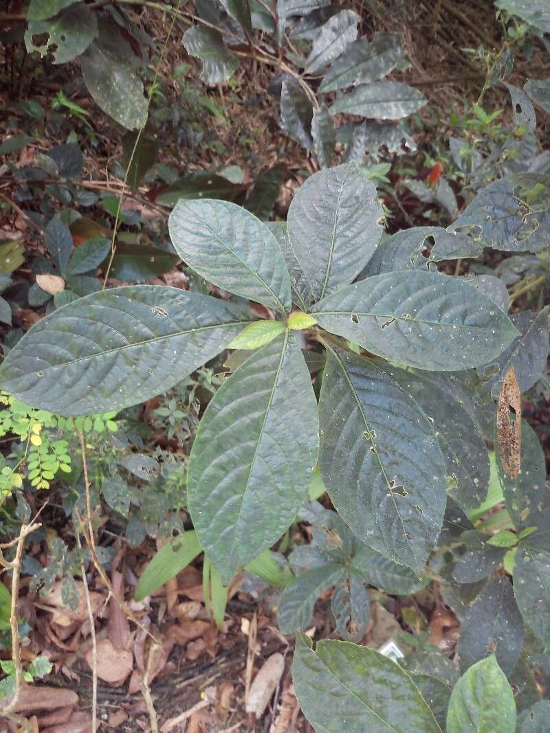 Sericocalyx crispus leaf