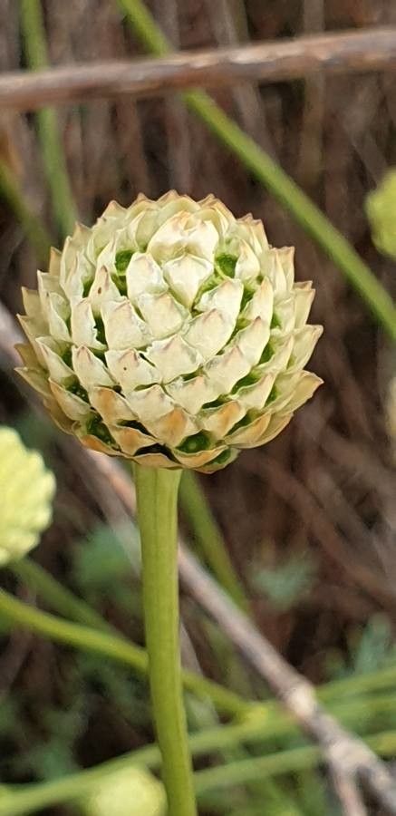 Cephalaria leucantha fruit