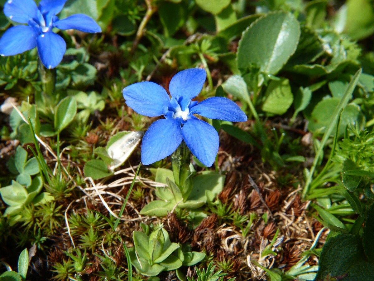 Gentiana brachyphylla — search result for 'Gentiana'
