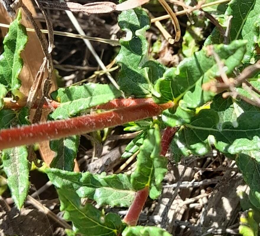 Mandevilla petraea bark
