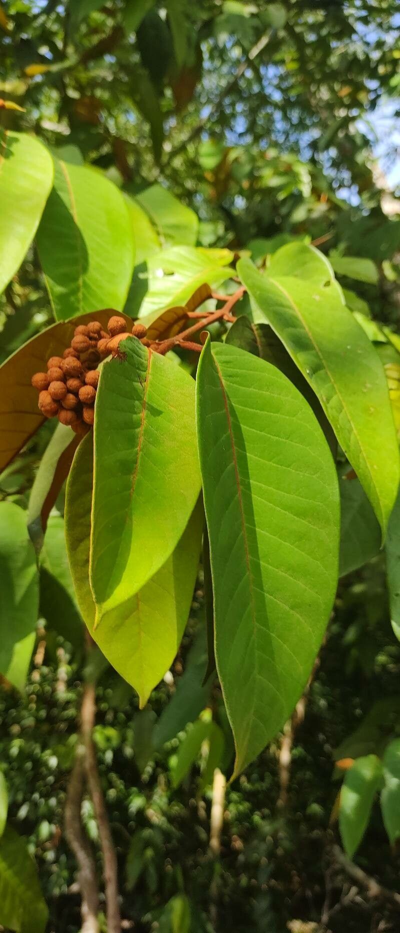 Vismia baccifera flower