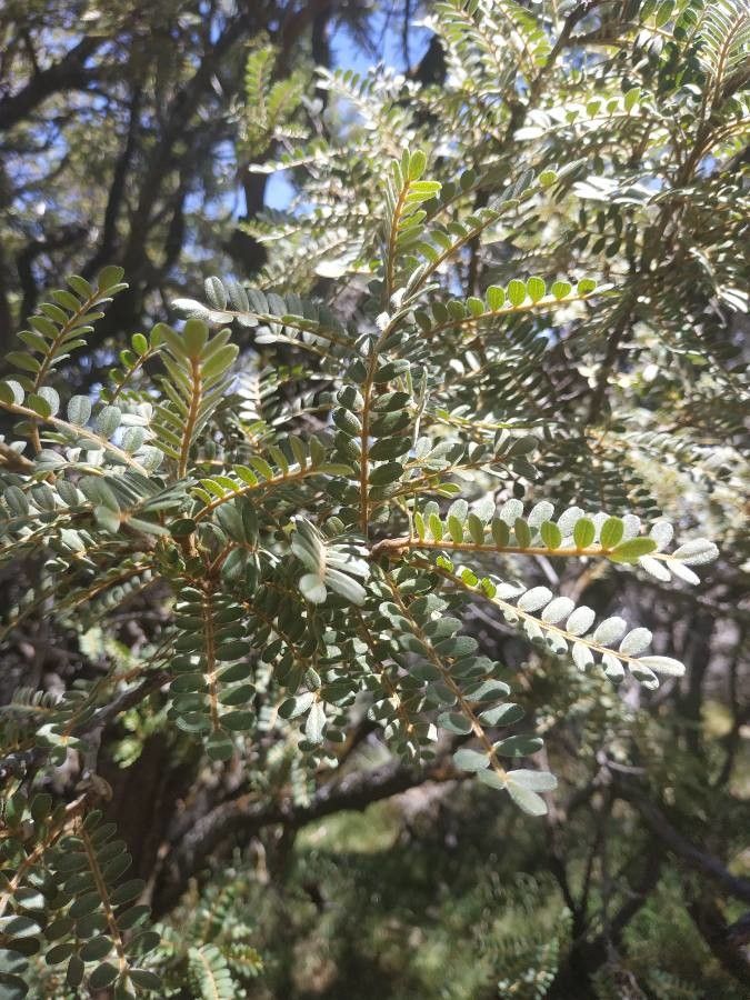 Sophora denudata — search result for 'Sophora'
