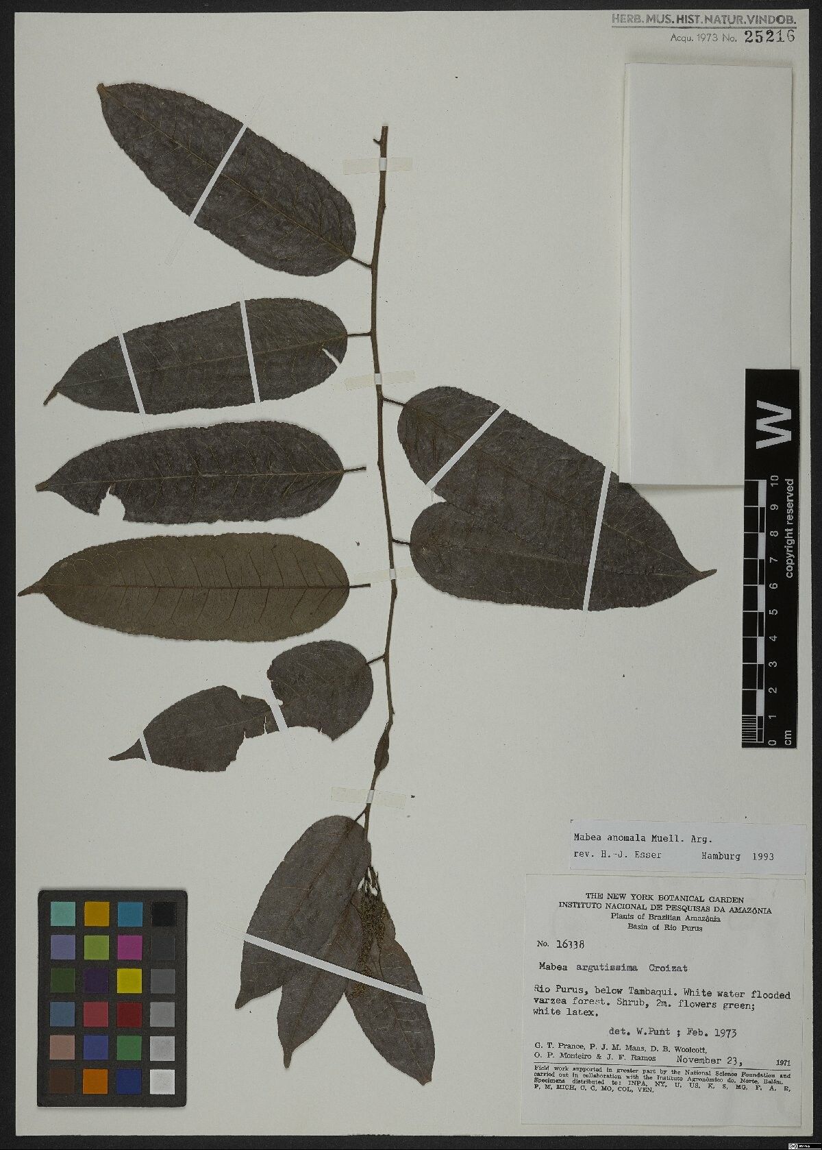 Mabea anomala — related species from the same genus